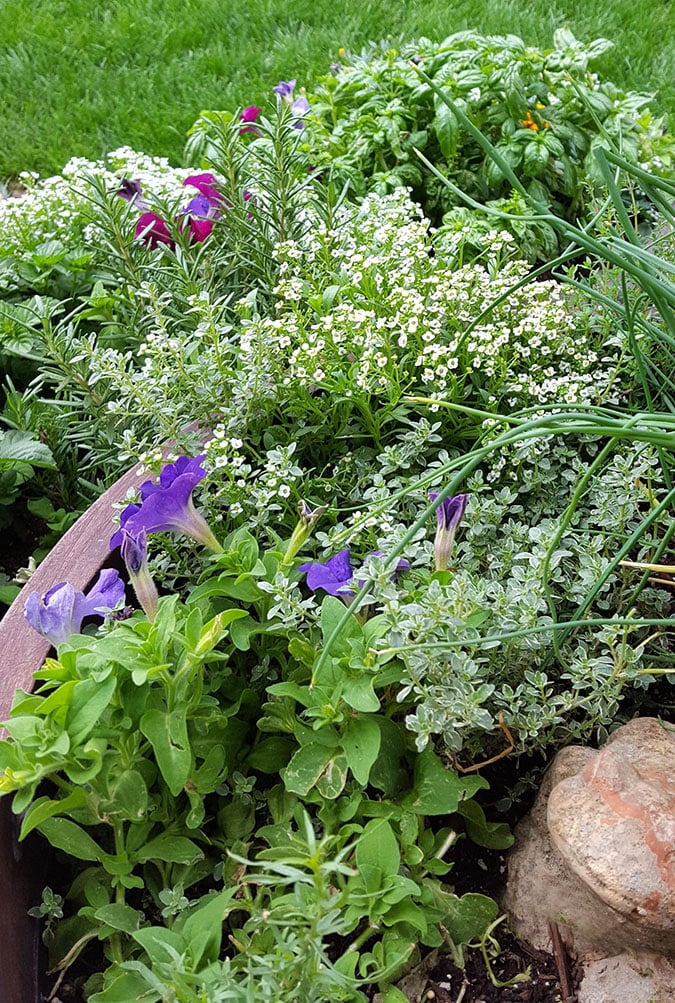 Backyard Herb Garden