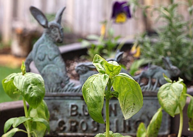 basil
