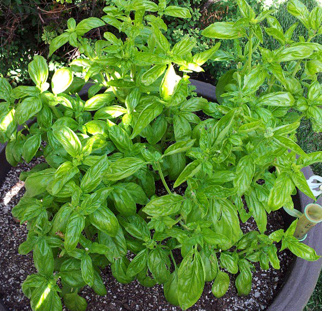 basil