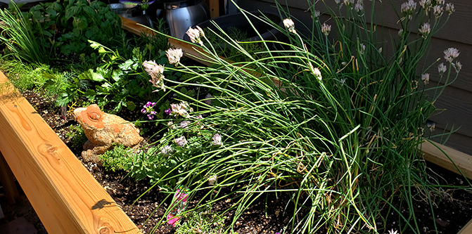 Herb Garden Box