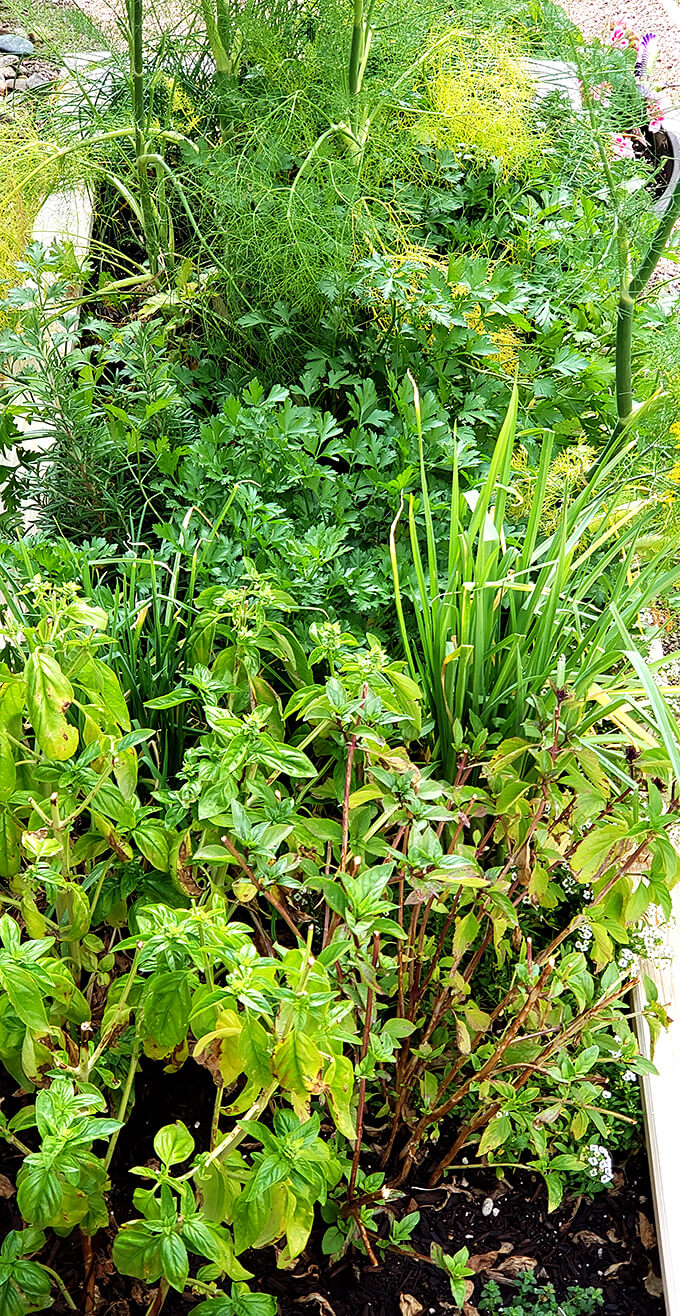 Herb Raised Bed
