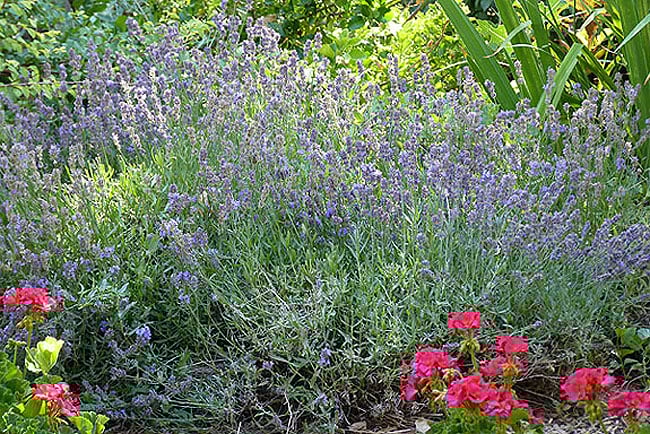 lavender