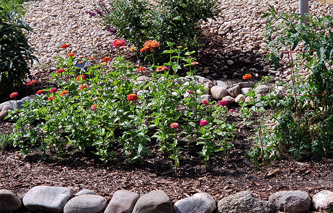 Back Herb and Veggie Garden Back Herb and Veggie Garden