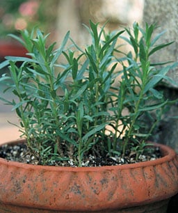 tarragon